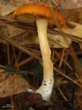 Gymnopilus sapineus image