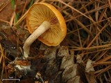 Gymnopilus sapineus image