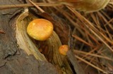 Gymnopilus sapineus image