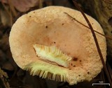 Lactarius chrysorrheus image