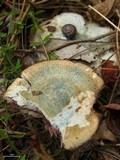 Lactarius paradoxus image