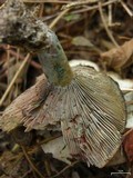 Lactarius paradoxus image