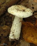 Russula subalbidula image