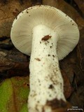 Russula subalbidula image