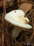Russula subalbidula image