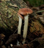 Clitocybe gibba image