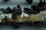 Exidia truncata image