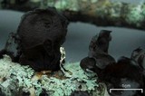 Exidia truncata image
