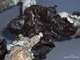 Exidia truncata image
