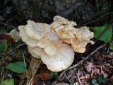 Laetiporus cincinnatus image