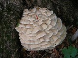 Climacodon septentrionalis image