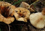 Lactarius evosmus image