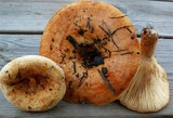 Lactarius evosmus image