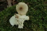 Clitocybula abundans image