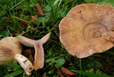 Lactarius violascens image