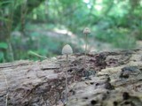 Panaeolus fraxinophilus image