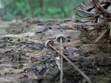 Panaeolus fraxinophilus image