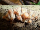 Cookeina tricholoma image
