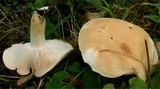Tricholoma lascivum image