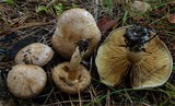 Inocybe leucoblema image