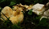 Albatrellus citrinus image