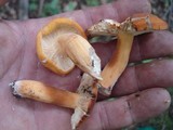 Lactarius volemus image