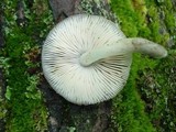 Pluteus americanus image