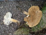 Polyporus radicatus image