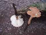 Polyporus radicatus image