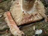 Russula dissimulans image