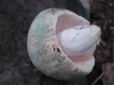 Russula parvovirescens image