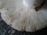 Russula variata image