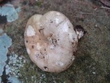 Russula variata image