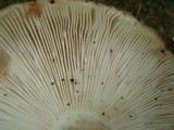 Russula variata image