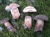 Tylopilus alboater image