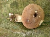 Tylopilus felleus image