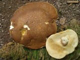 Xanthoconium affine image