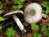 Agaricus moelleri image
