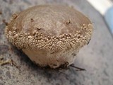 Lycoperdon marginatum image