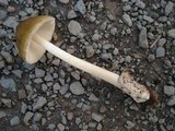Amanita sinicoflava image