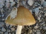 Amanita sinicoflava image