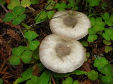 Agaricus moelleri image