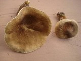 Lactarius gerardii image