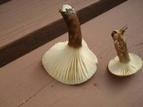 Lactarius gerardii image