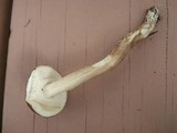 Leccinellum albellum image