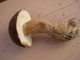 Tylopilus ferrugineus image