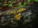 Calocera cornea image