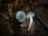 Clitocybe odora image