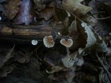 Crepidotus variabilis image