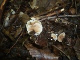 Crepidotus variabilis image